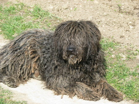 cuidados del bergamasco