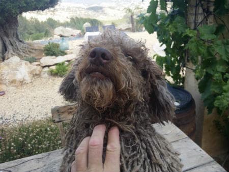 cachorro Pastor Bergamasco