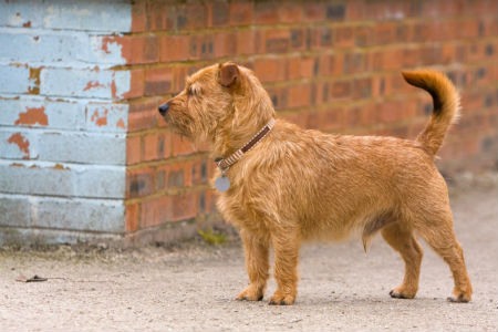 terrier de Norfolk