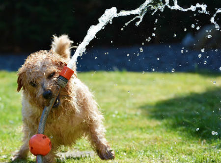 caracter Norfolk Terrier