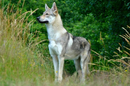 Perro lobo de Saarloos