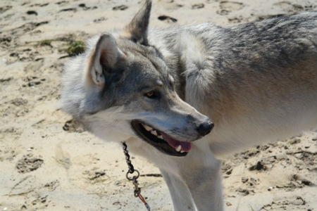 cuidados del Perro lobo de Saarloos