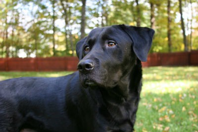 Labrador negro