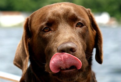 Labrador chocolate