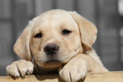 Cachorro de Labrador