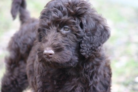 cachorro perro de agua portugues