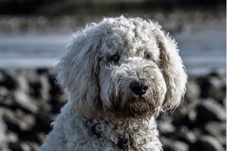 cuidados perro de agua portugues