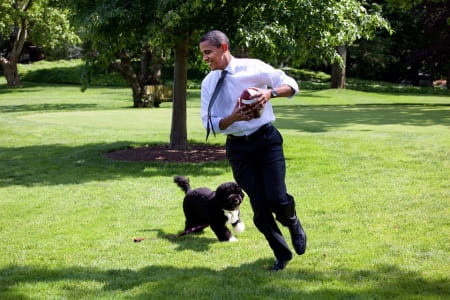 perro de obama