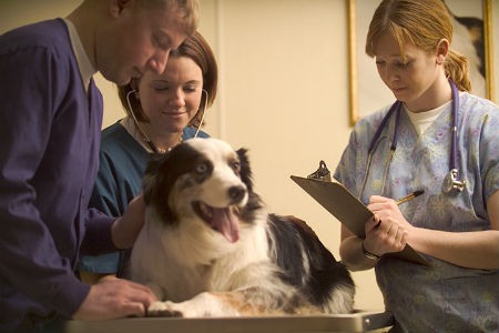 Esterilizacion y castracion ventajas