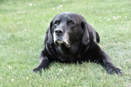 Prevencion de la insuficiencia renal en perros