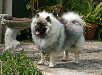 origen Keeshond