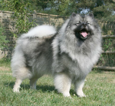 Keeshond