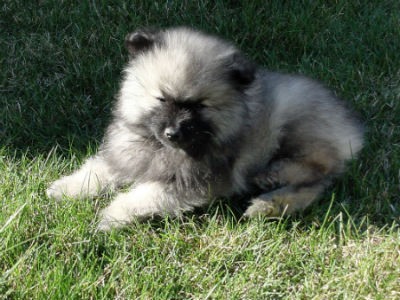 Keeshond cachorro