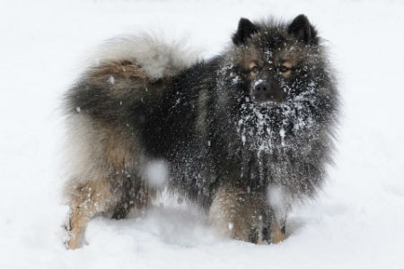 cuidados del Keeshond