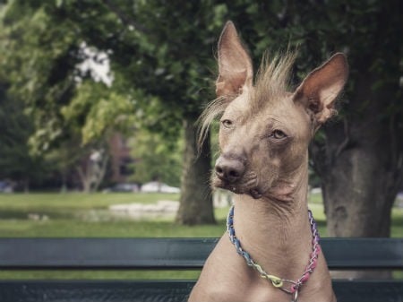 perro peruano