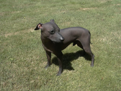 cachorro de perro peruano