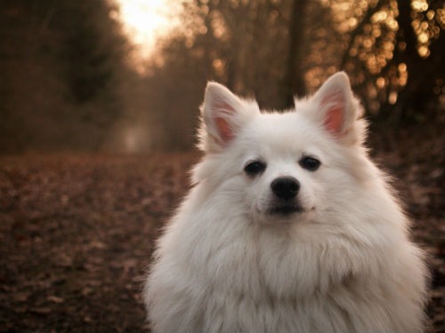 raza Perro Esquimal Americano