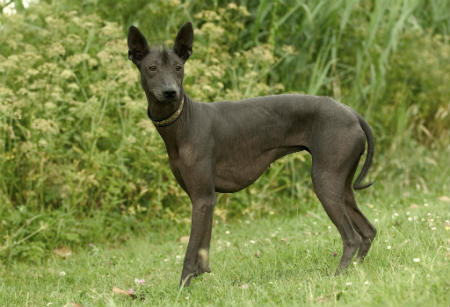 alimentacion xoloitzcuintle