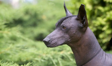 perro Xoloitzcuintle