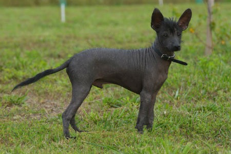 Xoloitzcuintli cachorros