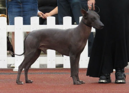 adiestrar Xoloitzcuintle