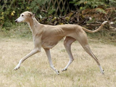 Galgo Azawakh