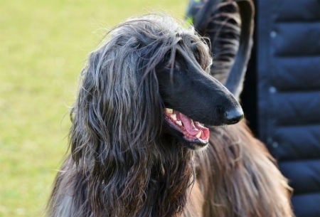 Galgo Afgano