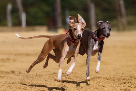 cachorros Galgo Ingles