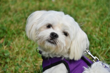 cuidados bichon maltes