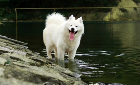 cuidados Samoyedo