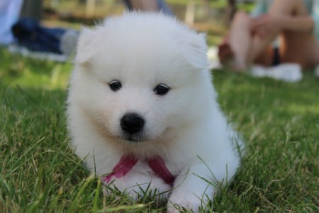 cachorros Samoyedo