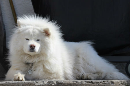 perro Samoyedo