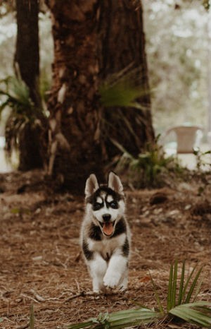 Cachorros del Husky Siberiano