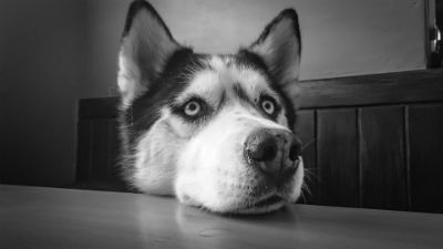 Caracteristicas fisicas del perro Husky Siberiano