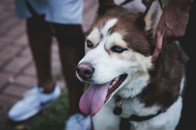 Alimentacion y salud del perro Husky Siberiano