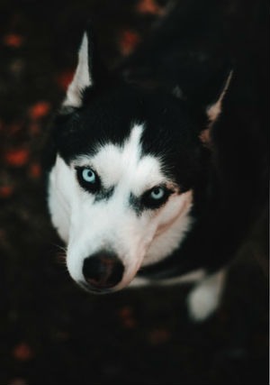 Educacion y adiestramiento del Husky Siberiano