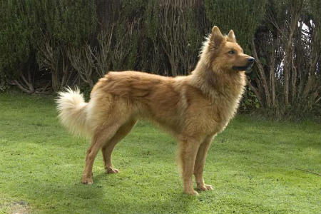 perro Pastor Garafiano