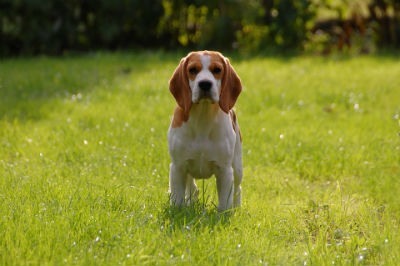 Caracteristicas Beagle