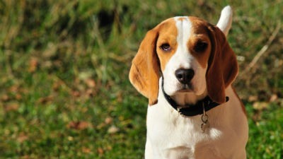 Origen del beagle