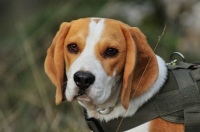 Salud y Cuidados para el Beagle