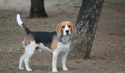 Comportamiento del Beagle