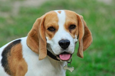 Curiosidades del Beagle