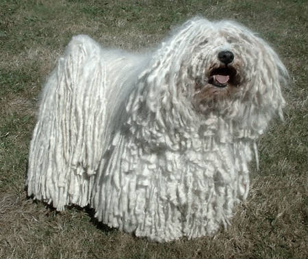 pelo Komondor