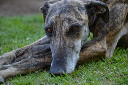 pelo galgo