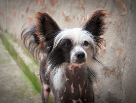 pelo crestado chino