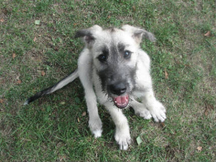 cachorro lobero irlandes