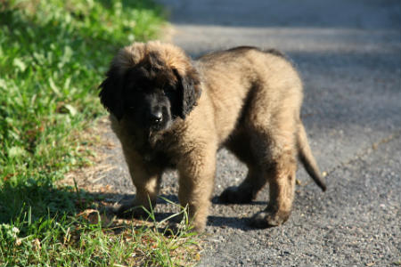 leonberger cachorros