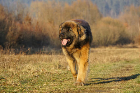 adiestramiento leonberger