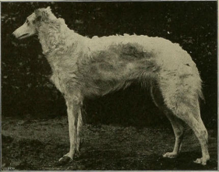 origen del borzoi