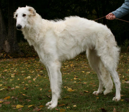 raza borzoi